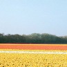 Ons werkgebied is de gehele bollenstreek